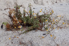 Perityle crassifolia robusta