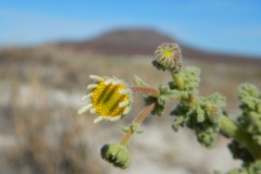 Perityle crassifolia robusta