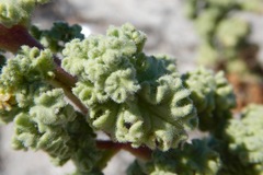 Perityle crassifolia robusta