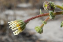 Perityle crassifolia robusta