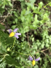 Solanum mitchellianum