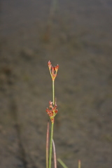 Juncus brevicaudatus