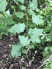 Solanum mitchellianum