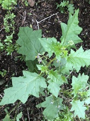 Solanum mitchellianum
