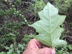 Solanum mitchellianum