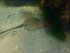 Trygonoptera imitata