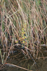 Betula michauxii