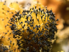 Entoprocta