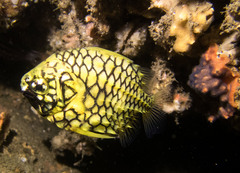 Cleidopus gloriamaris