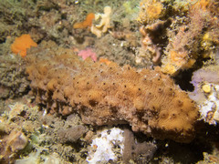 Australostichopus mollis