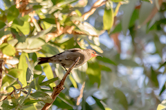 Myzomela erythrocephala