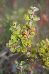 Betula michauxii