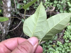 Parsonsia leichhardtii
