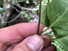 Parsonsia leichhardtii