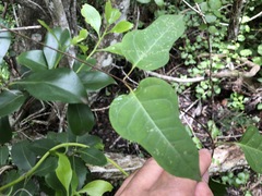 Parsonsia leichhardtii