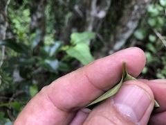 Parsonsia leichhardtii