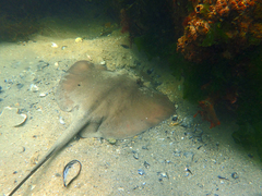 Trygonoptera imitata