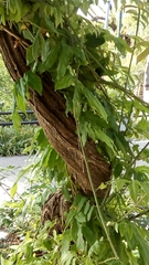 Wisteria floribunda
