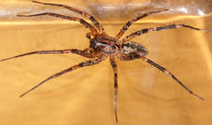 Ticopa
