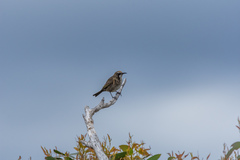 Gliciphila melanops
