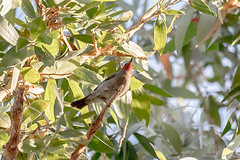 Myzomela erythrocephala
