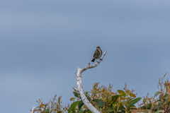 Gliciphila melanops
