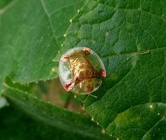 Aspidimorpha sanctaecrucis