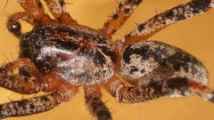 Ticopa
