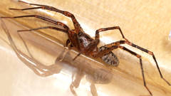 Ticopa