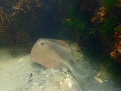 Trygonoptera imitata