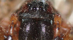 Ticopa
