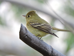 Empidonax difficilis cineritius