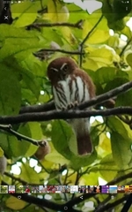 Glaucidium brasilianum