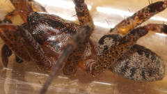 Ticopa