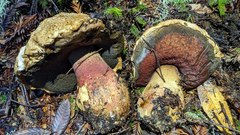 Caloboletus rubripes