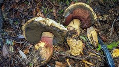 Caloboletus rubripes