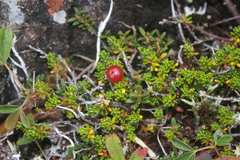 Empetrum eamesii