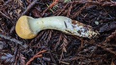Cortinarius superbus