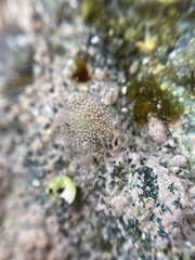 Corambe