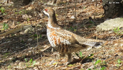 Hazel Grouse