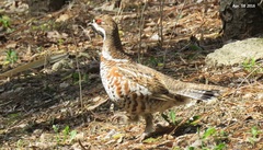 Hazel Grouse photo 3
