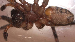 Ticopa