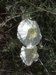 Calystegia stebbinsii