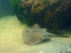 Trygonoptera imitata