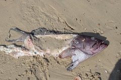 Epinephelidae
