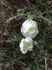 Calystegia stebbinsii