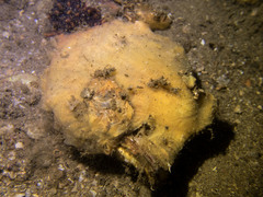 Mimachlamys asperrima