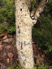 Steganotaenia araliacea
