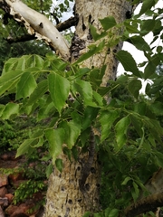 Steganotaenia araliacea