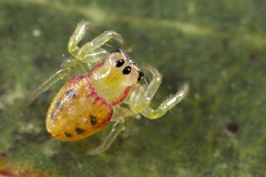 Arkyidae